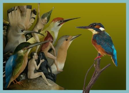 Persfoto IJsvogel met rand CREDITS: Natuurmuseum Brabant
