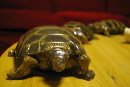 De schildpad, de nieuwste creatie van Dieneke CREDITS: José van der Wegen 